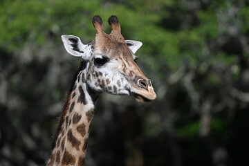 adult giraffe headshot