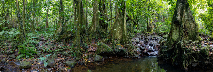 Obraz premium Creek through rainforest in French Polynesia panorama 