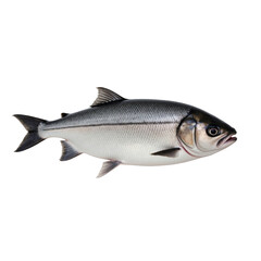 Obraz premium Realistic Depiction of a Silverfish Species Against a transparent background, Showcasing Its Streamlined Body and Reflective Scales