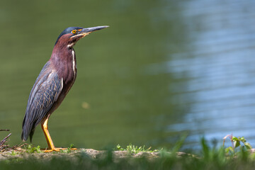 Green heron standing on the shore of a lake.
