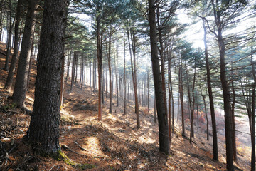 Obraz premium 안개가 있는 아침에 햇살이 내려오는 숲속.