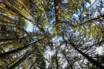 Fototapeta premium 하늘높이 솟아있는 울창한 숲속의 나무.
