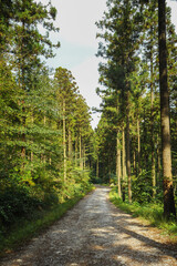 Fototapeta premium 양옆에 삼나무로 가득한 산길.