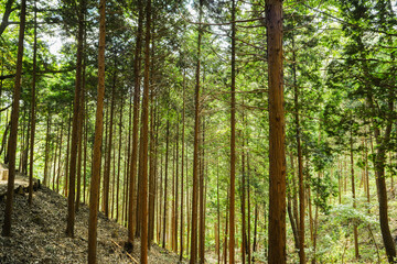 울창한 숲속에 있는 삼나무 군락지.