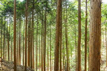 울창한 숲속에 있는 삼나무 군락지.