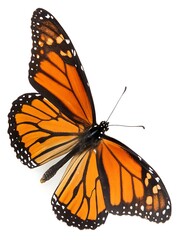 Fototapeta premium Digital Render of a Monarch Butterfly Isolated on White Background