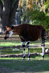 elusive, shy, and endangered Okapi, unusual non-zebra animal