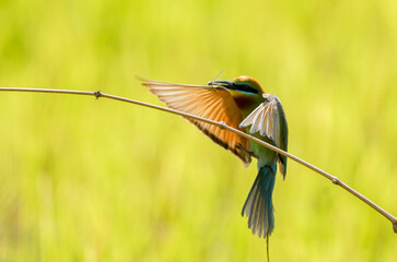 Bee-eater bird in hunting mode