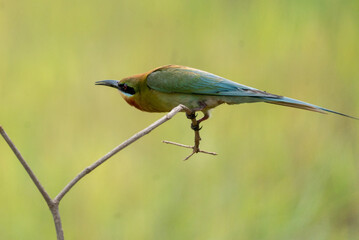 Colorful bee-eater hunts prey