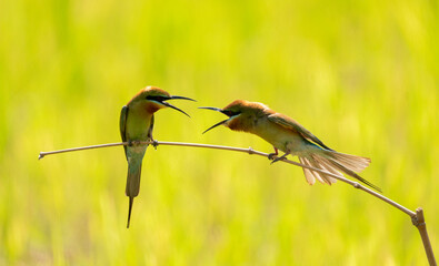 Bee-eater bird in hunting mode