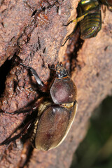 クヌギの木登り大好きなメスのカブトムシ（自然環境下ストロボ＋マクロ接写）