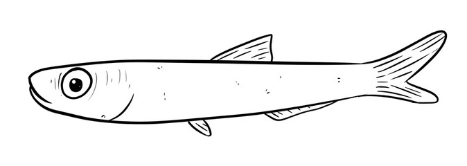 anchovy fish digital illustration drawing isolated