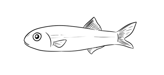 Fototapeta premium anchovy fish digital illustration drawing isolated