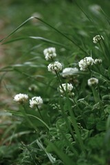White clover ( Trifolium repens ) flowers. Fabaceae perennial weeds.
Small white flowers gather together to form a sphere from spring to early summer.