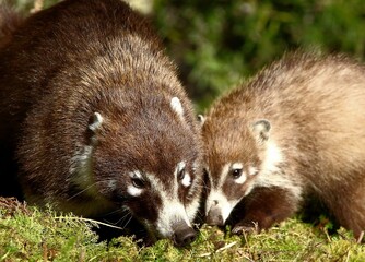 Coatimundi 