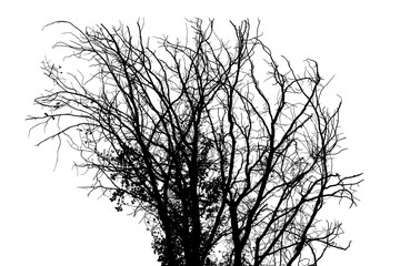 Black and white illustration of natural large old oak tree branch with leaves on transparent background