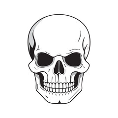 Human Skull vector isolated