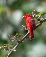 Red bird perched on its back on a diagonal branch looking to one side. Species Summer tanager, Piranga rubra.