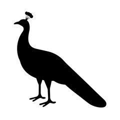 Elegant peacock silhouette with striking crown, a symbol of beauty and grace