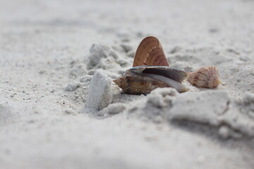 seashells on beach background beach waves sea ocean texture 