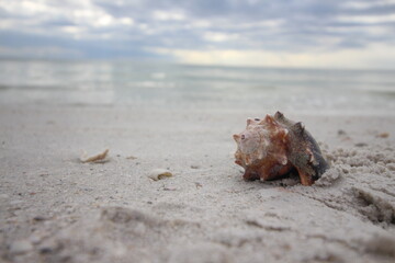seashells on beach background beach waves sea ocean texture 