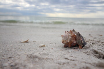 seashells on beach background beach waves sea ocean texture 
