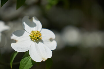 白いハナミズキのクローズアップ