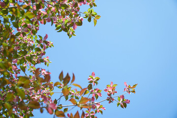見上げたピンク色のハナミズキの向こうに広がる春の淡い青空