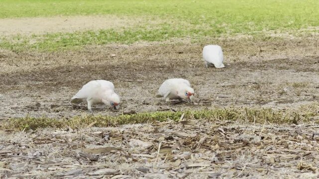  group of beautiful long-billed corellas feeding on the grass in the Park in adelaide, south australia. Australian common cockatoo parrots