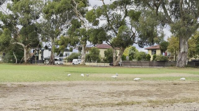  group of beautiful long-billed corellas feeding on the grass in the Park in adelaide, south australia. Australian common cockatoo parrots