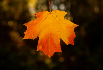 Autumn fall background. Maple leaves in autumn. Autumnal landscape. Backdrop of fall. Natural beauty of fall. Falling leaves. Fallen leaves autumn wallpaper. Autumn leaves. Fall foliage.