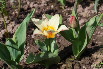 Obraz premium A close-up of a blooming creamy-yellow Kaufmanniana tulip flower with an orange base among green leaves against a background of dark soil. A still unopened red tulip bud is visible nearby.