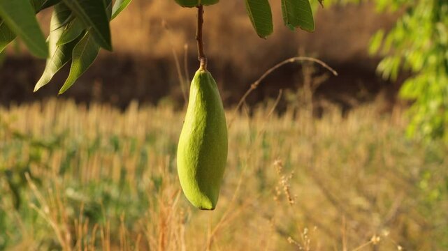 Totapuri (Parrot face) Mango, Magnifera indica, green colorful mangoes from gujarat  India. shaped like parrot, one of many delicious variety of mango. Raw totapuri mangos on tree in gir forest