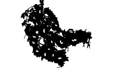 Obraz premium Black and white illustration of natural large old oak tree branch with leaves on transparent background