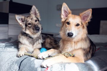 puppy dog ​​in his daily life