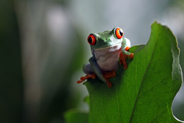 Fototapeta premium Red-eyed tree frog climbing on green leaves, red-eyed tree frog (Agalychnis callidryas) closeup on leaves, Beautiful Red-eyed tree frog, Red-eyed tree frog closeup