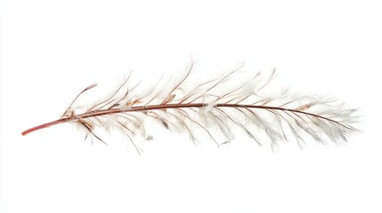 Delicate White Feather on Stem with Brown Details Isolated