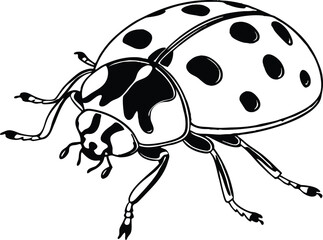 ladybug on white background
