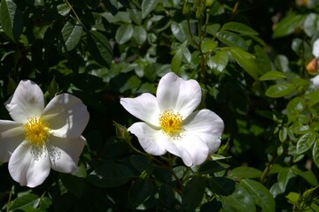 white flowers with yellow center