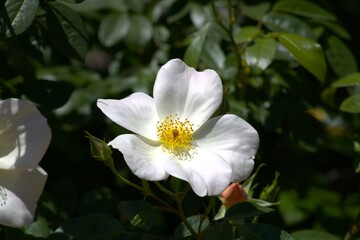 white flowers with yellow center