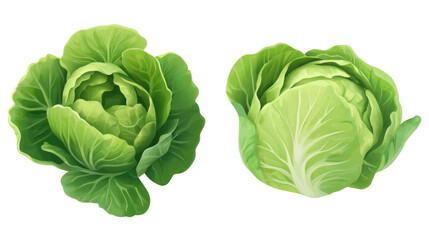 Obraz premium cabbage isolated on white background