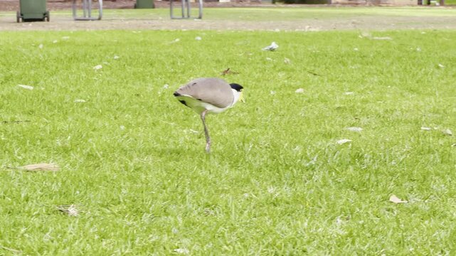 cute common masked lapwing (Vanellus miles) searching for food in the grass on the field. Spotted in Thorndon Park Reserve near adelaide, south australia