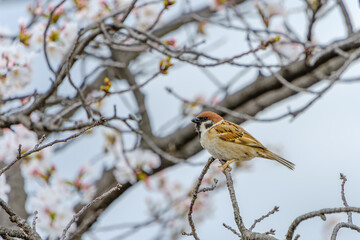 桜の枝にとまるスズメ