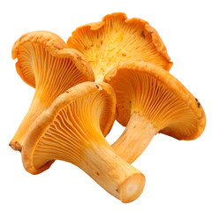 Fresh chanterelle mushrooms with golden-orange color and detailed gills, isolated on transparent background.

