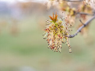 Acer negundo, Box elder, boxelder, ash-leaved and maple ash, Manitoba, elf, ashleaf maple male inflorescences and flowers on branch outdoor.