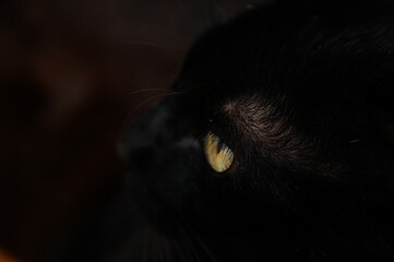 black cat on a black background, close up of a black cat, close up of a cat, black cat portrait, cat on the floor, cat, portrait of a cat, cat with cone, pet, black cat, stare, side view, bombay