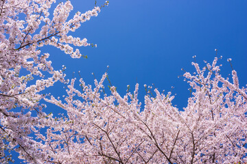 pink cherry blossom and blue sky	

