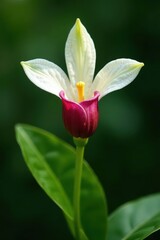 Naklejka premium Single vanilla orchid blossom, immature green pods , spice, bright, aroma