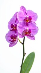 Naklejka premium Vibrant purple orchid, petals unfurled, white backdrop, photography, plant