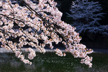 cherry blossom and pond in spring